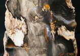 Free-Standing Petrified Wood (Sequoia) - Rogers Mtn, OR #16902-3